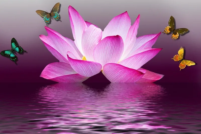Image fleur de lotus représentation de la sagesse et de la méditation